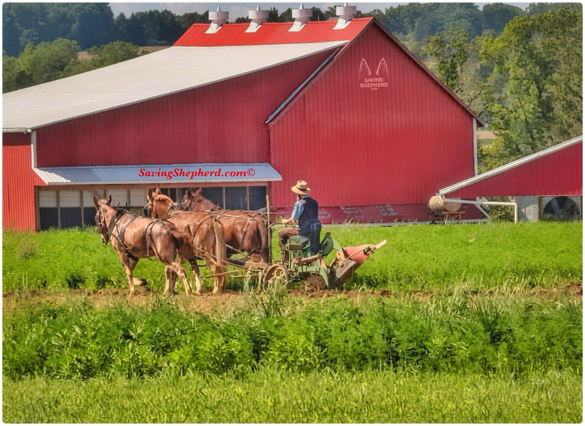 SavingShepherd's tweet photo. Today's Truth
“If u were meant 2 plow at night, #God would have put a headlight on a #horse.”
#Amish #proverb
#rhythm #daylight #quoteoftheday #SavingShepherd #photooftheday #time #acceptance #inspiration #quotes #SavingShepherd #photography #farmlife #landscape #barn #USA 🇺🇸 https://t.co/5KrUyfPTEp