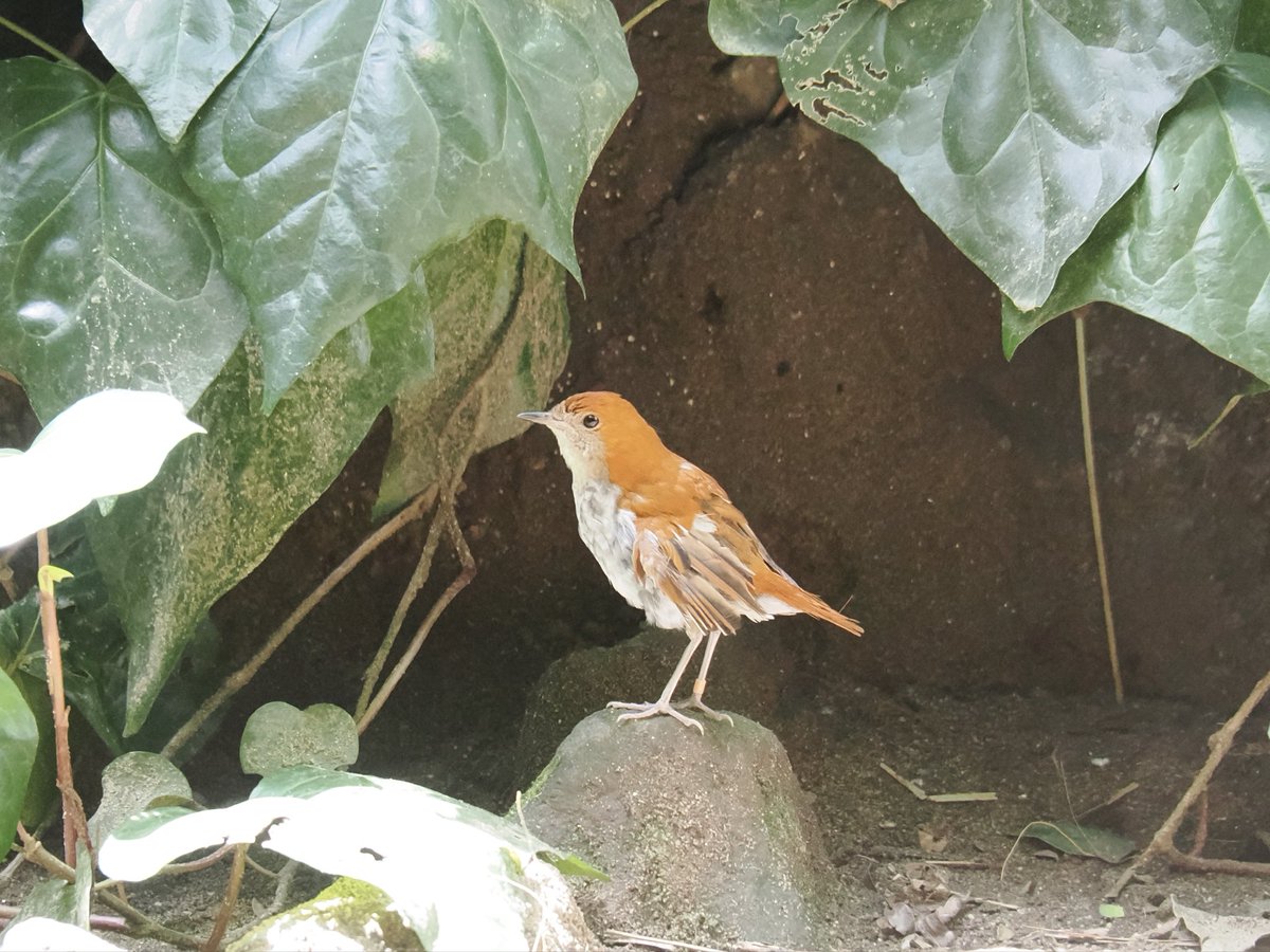 上野動物園の野鳥舎 アカヒゲとヒガラが加わったと知り行ってきました