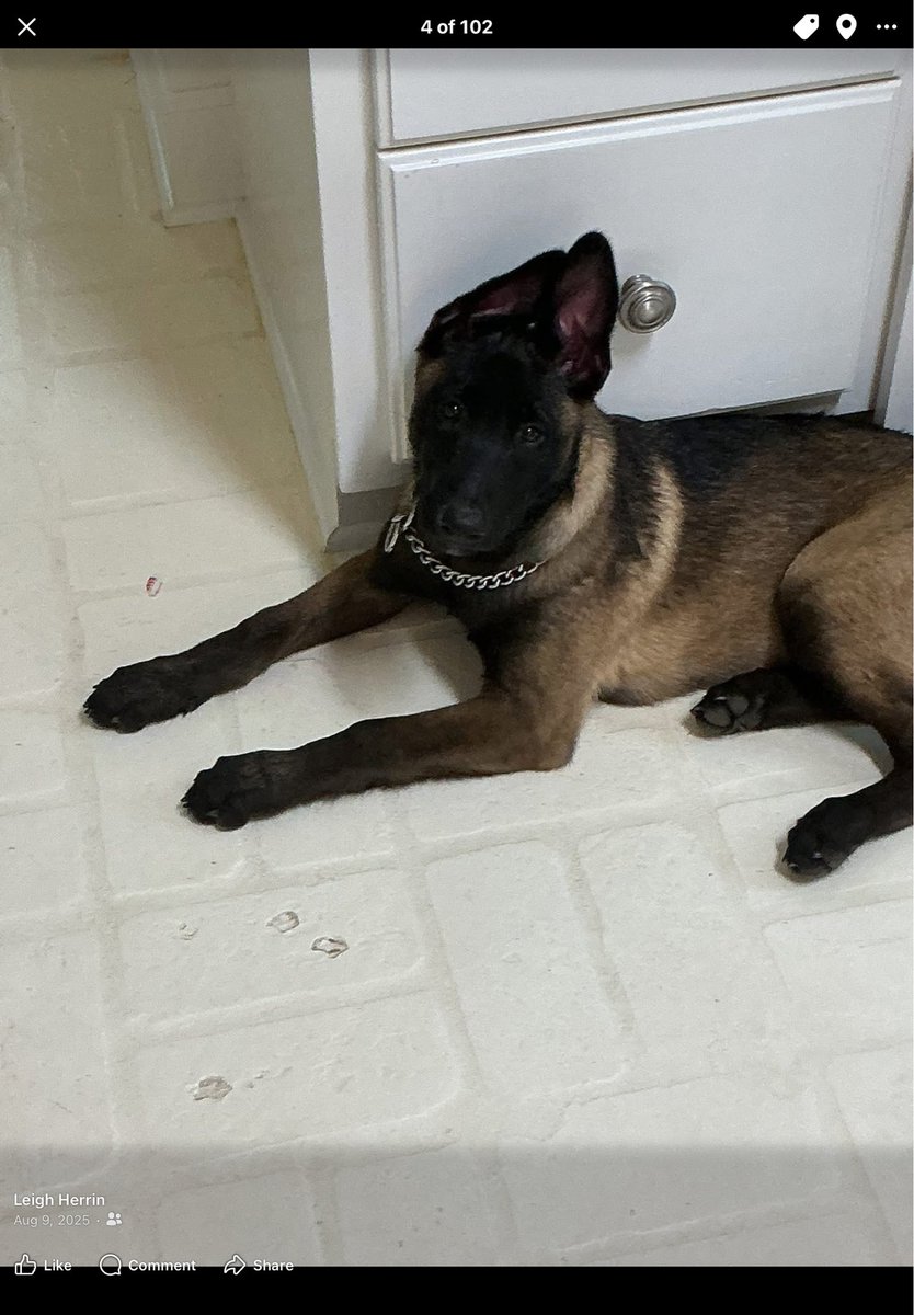 concernfig's tweet photo. @ThrillaRilla369 said dog https://t.co/rK5TpLomW1
