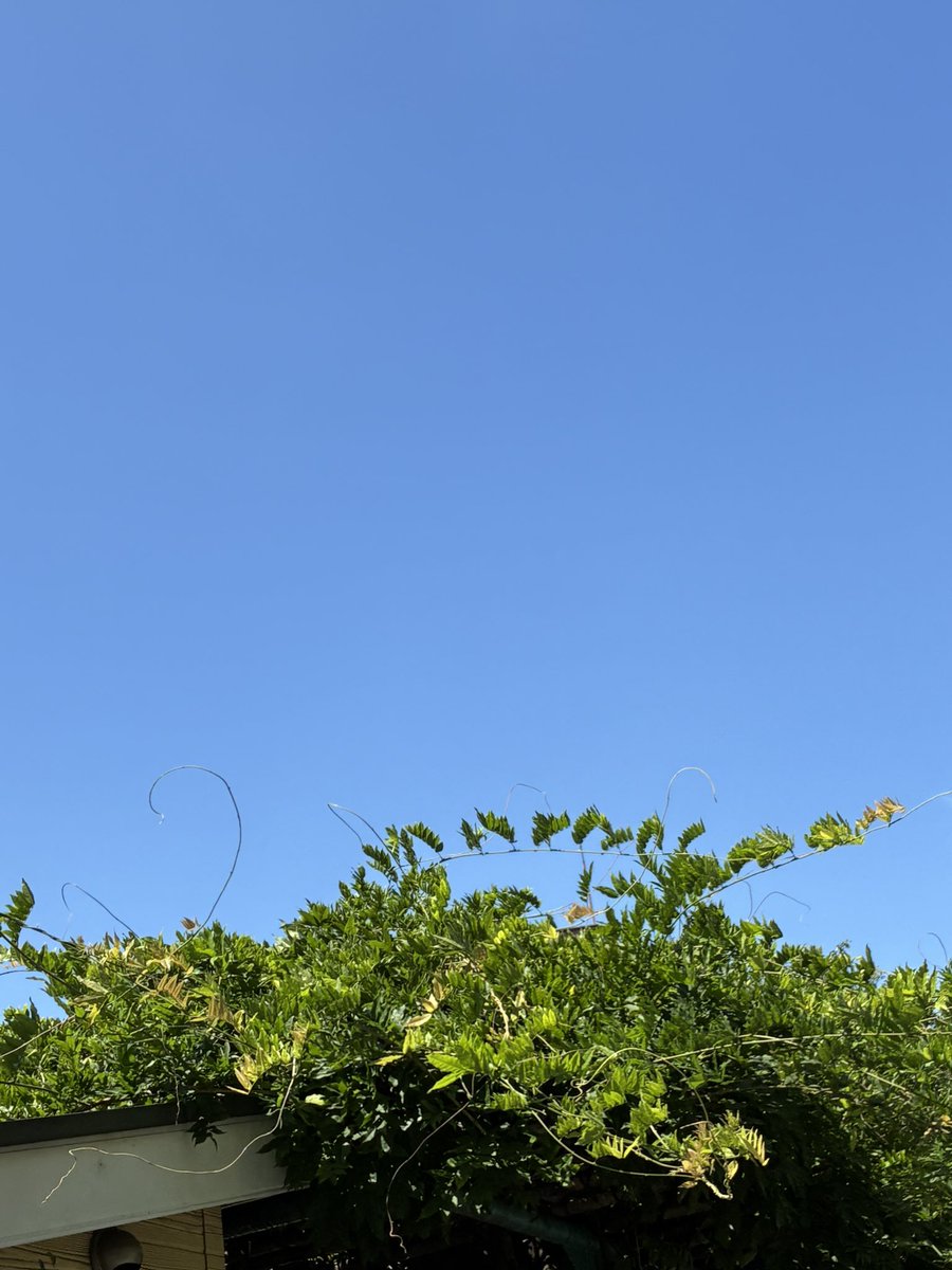 ChampKoji's tweet photo. おはようございます🍀*゜
今日は快晴の東京です☀️
少し風はありますが日射しの強い朝を迎えています🍃
久しぶりの快晴で気持ちも軽やかになります😊
みなさんも爽やかで素晴らしい日にしてください🙏✨ https://t.co/3kggbmzK2b