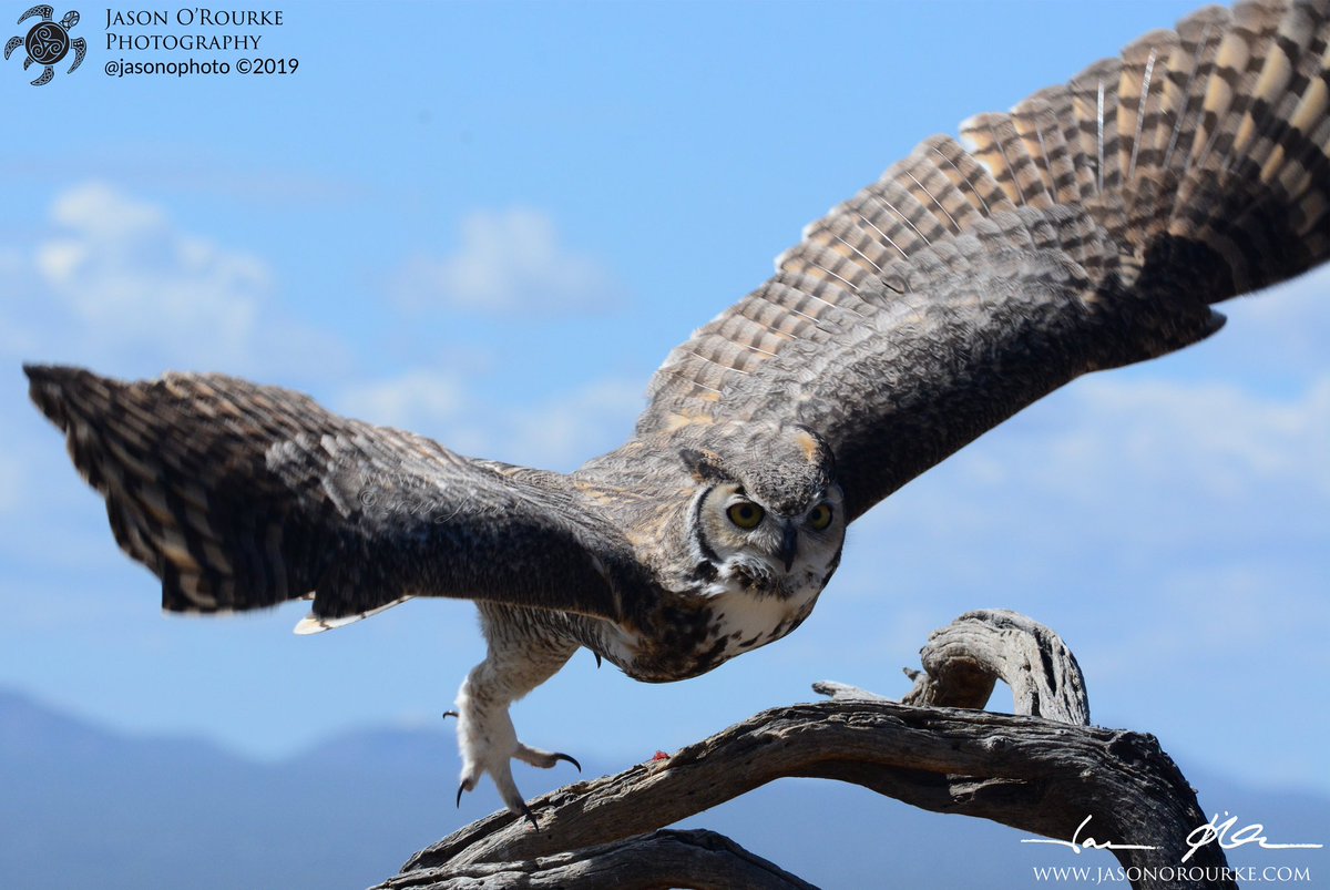 jasonophoto's tweet photo. Today's Photo Challenge: LARGE BIRDS
Quote it or Share it ๐
1) Laysan Albatross
2) Great Blue Heron
3) Great Horned Owl
4) Wild Turkey
#PhotoChallenge #LargeBirds #BirdPhotography https://t.co/j6HZ2Yo30v