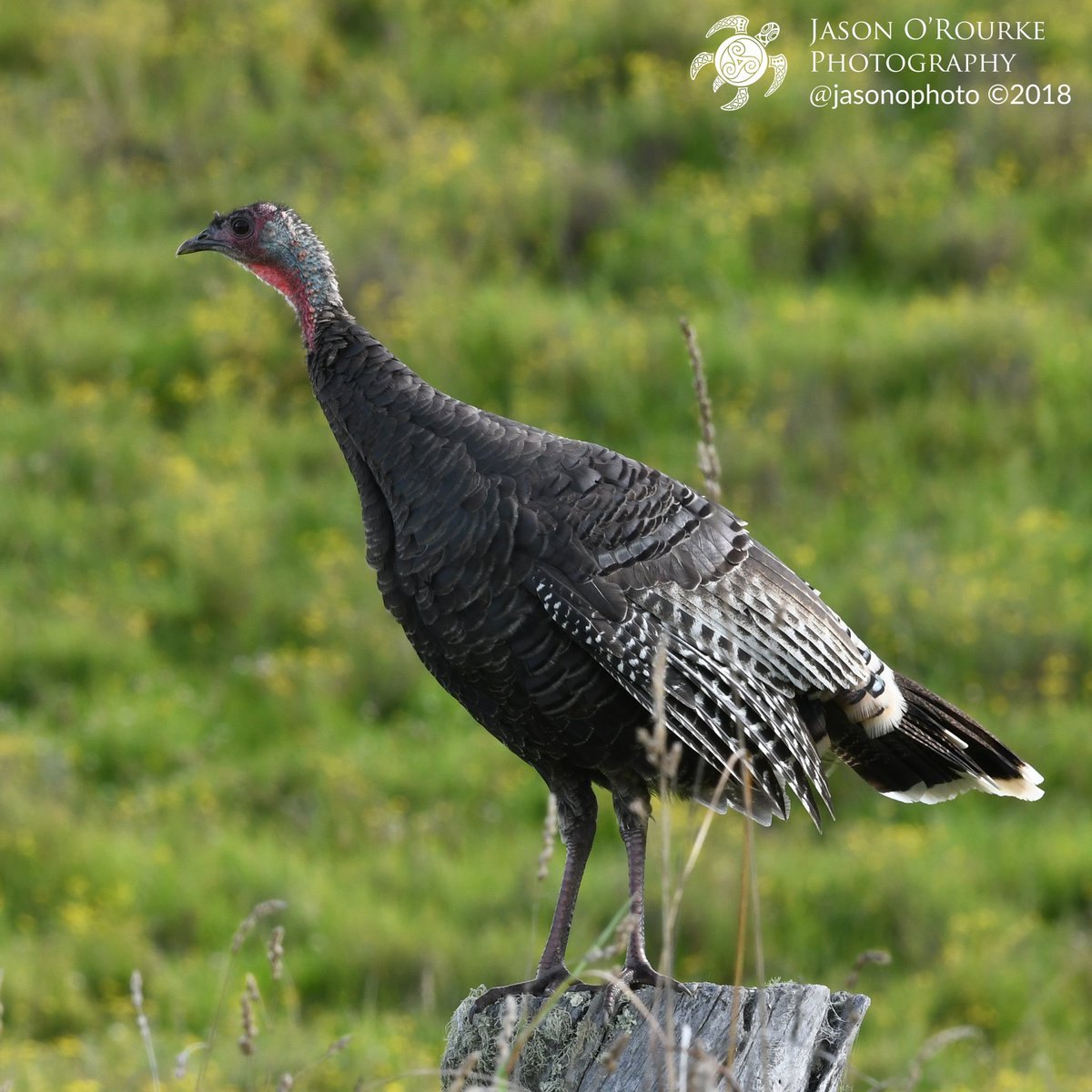 jasonophoto's tweet photo. Today's Photo Challenge: LARGE BIRDS
Quote it or Share it ๐
1) Laysan Albatross
2) Great Blue Heron
3) Great Horned Owl
4) Wild Turkey
#PhotoChallenge #LargeBirds #BirdPhotography https://t.co/j6HZ2Yo30v