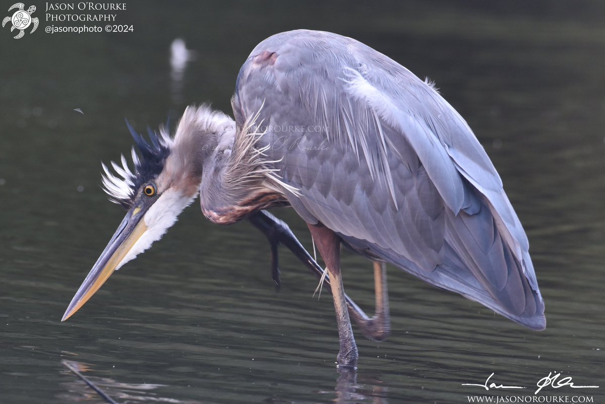 jasonophoto's tweet photo. Today's Photo Challenge: LARGE BIRDS
Quote it or Share it ๐
1) Laysan Albatross
2) Great Blue Heron
3) Great Horned Owl
4) Wild Turkey
#PhotoChallenge #LargeBirds #BirdPhotography https://t.co/j6HZ2Yo30v
