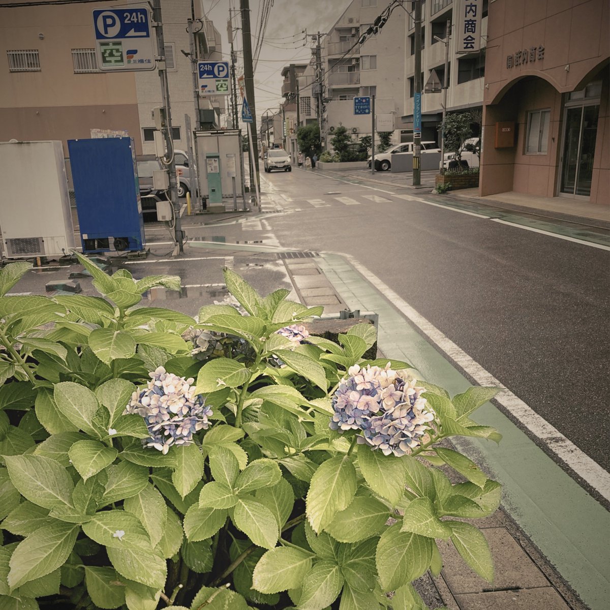 atsu99999's tweet photo. スピッツの「あじさい通り」をカバーしました！

各種サブスク配信にてお聴き頂けます
https://t.co/7BKjn9yKbx https://t.co/bcokoD1cWi