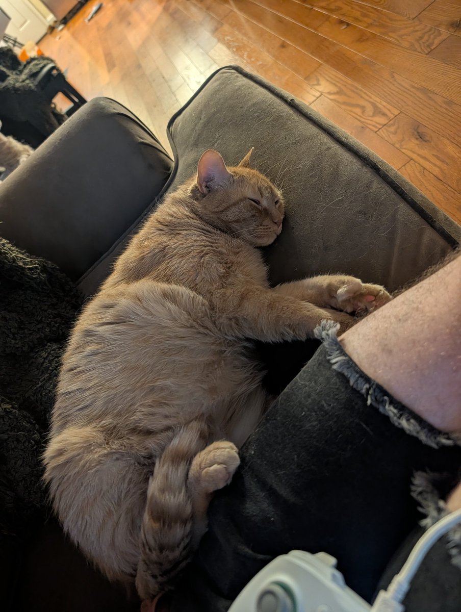 somethings_awry's tweet photo. He never wants to lay directly on my lap, just wants to lay next to me with all his paws touching me https://t.co/mj6BbT80jl