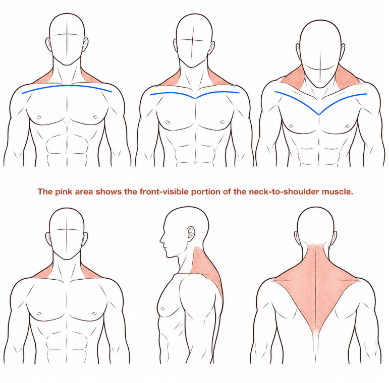 ChromaFlowx's tweet photo. the pink area shows the front-visible portion of the neck. https://t.co/HLJmkO4rLM