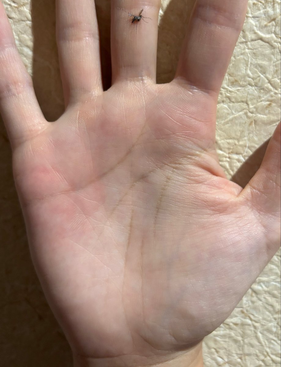 knt02hamky's tweet photo. おい、一緒に帰宅してくんなよ🦟

あ、誰か手相見られる人
おられませんか〜？
こちら僕の右手でございます https://t.co/vnFbpflpjD