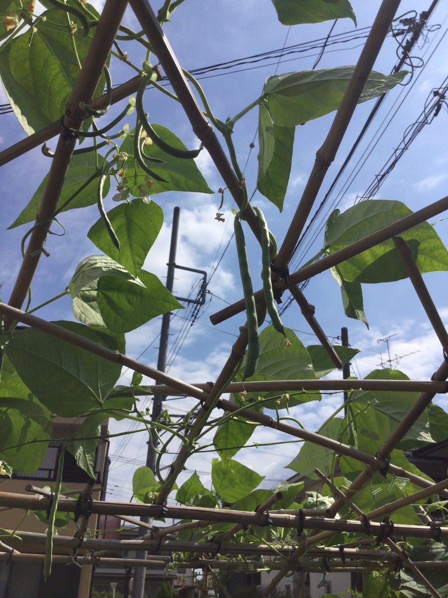 tsue_sun's tweet photo. 庭で採れたて野菜でメシ https://t.co/RqeU7HnkWJ