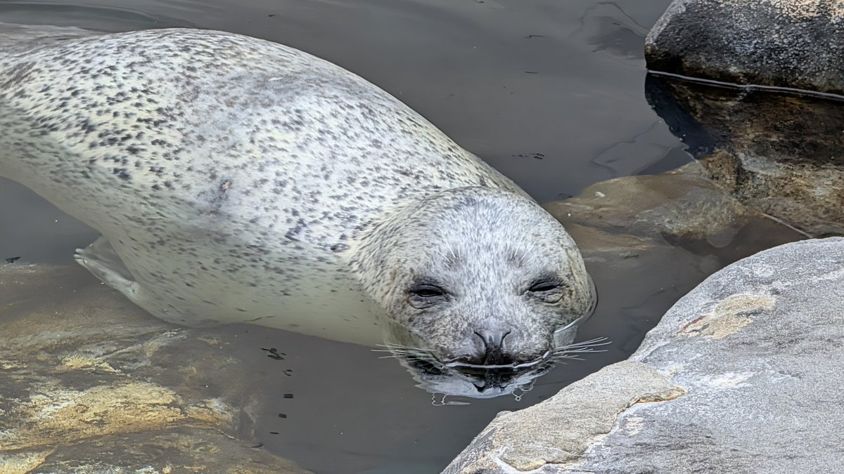 go38382802's tweet photo. こまちさんはまだ眠そう🦭
20260709
#男鹿水族館GAO　#ゴマフアザラシ
#こまち https://t.co/DaJCY7dGkg