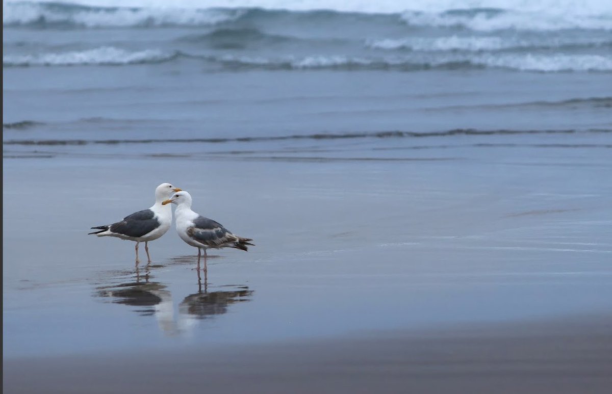brynnalisephoto's tweet photo. A few from the Oregon Coast https://t.co/VxR59lvbof