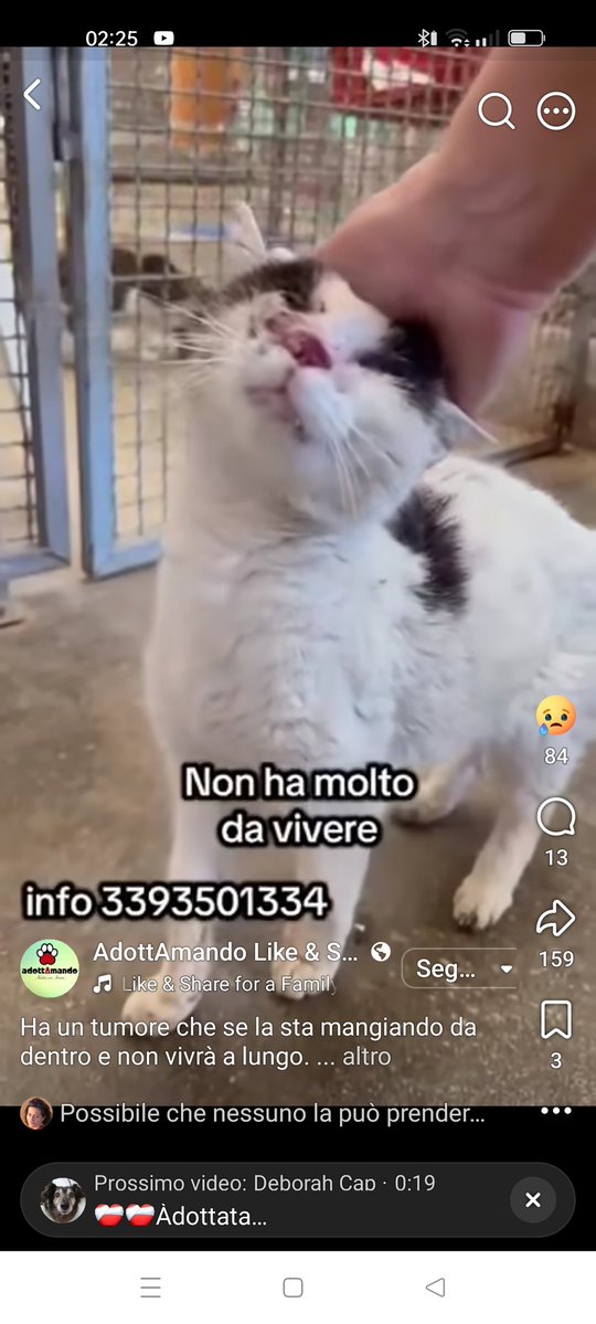 ClaudiaBen69's tweet photo. 🆘💔 urgentissimo, ha un tumore non deve morire in gattile!💔🆘 #urgente #adozione #adottaungatto #adottami #adozionegatti #adozionedelcuore #gattodaadottare #adottamisubito #adozioneurgente  #adozioniurgenti #4voiceless #gatti #adoptdontbuy #adopt …https://t.co/L6hSaZpbnF https://t.co/9DbbmFt1oV
