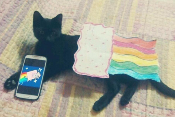 NyanCat's tweet photo. ✨ https://t.co/ArwV0MUzPY