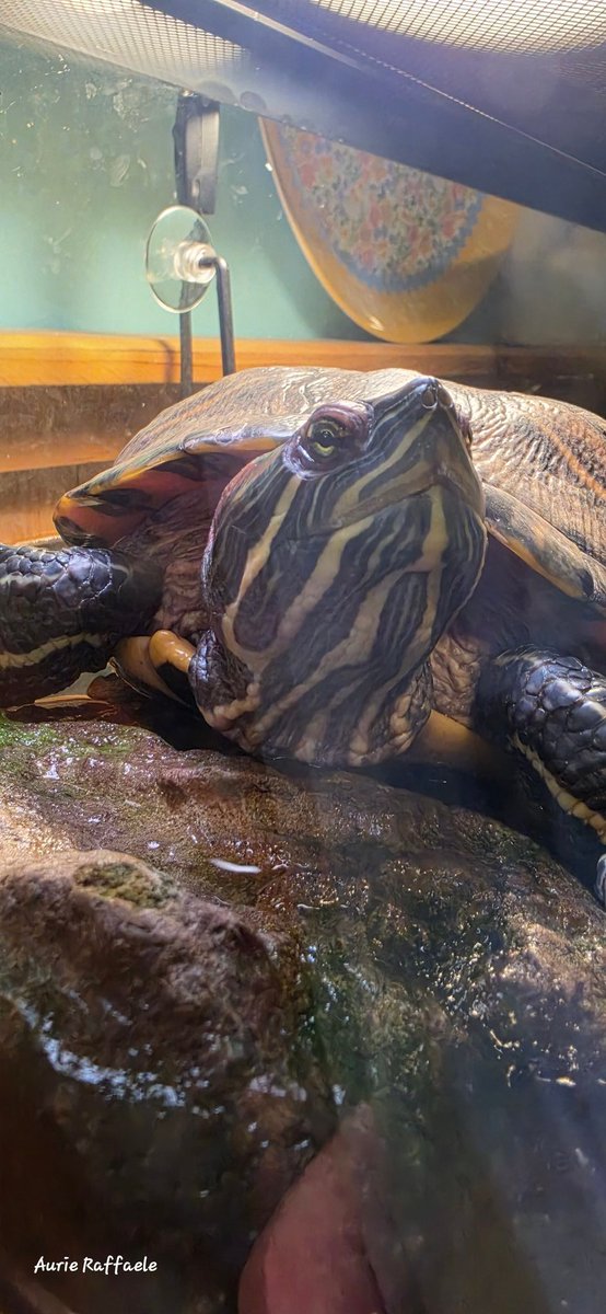 OreoRaffa's tweet photo. @SimonandHuman1 Clover says hello. After a busy day of a decent sized house project &amp; not feeling the commotion, she's happy to be basking now https://t.co/85zDwkI4oF