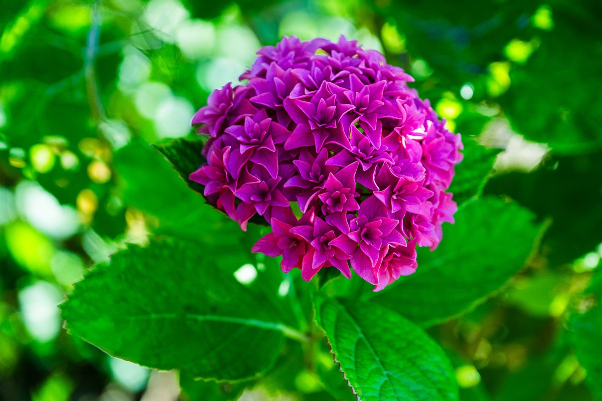 Post by kensei on X: 紫陽花
