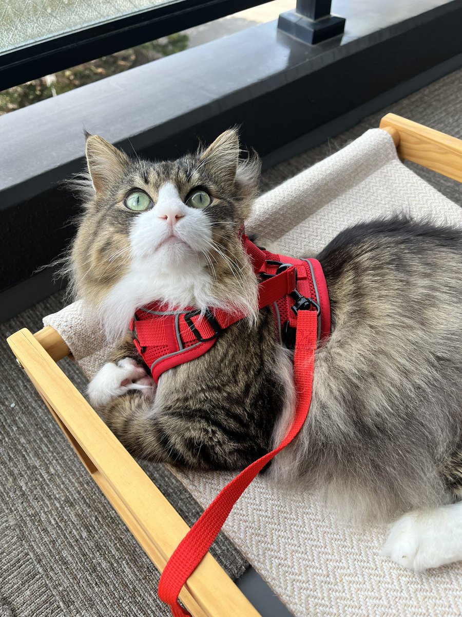nekomoca tweet picture