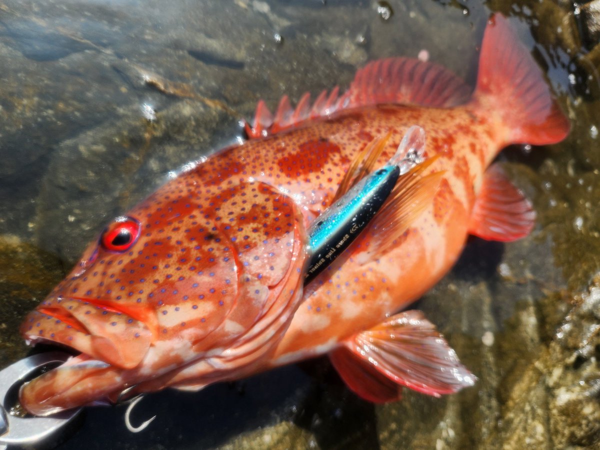 master_haru129's tweet photo. 最高の魚 https://t.co/nQHxuRQwU6