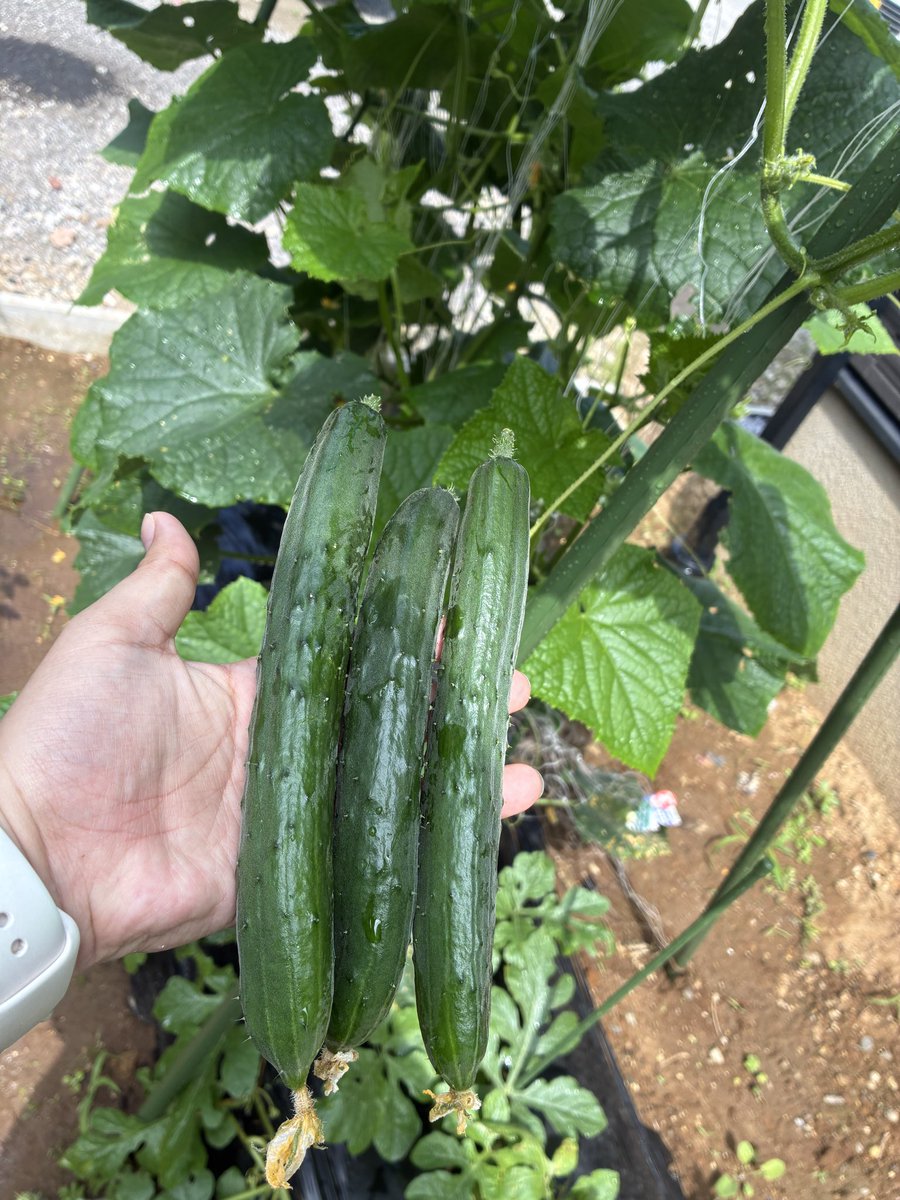 Miki202077's tweet photo. 家庭菜園のきゅうりを初収穫！！酢の物にしよっと♪ https://t.co/bnuwuhRSMn