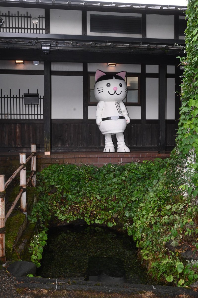 ∇・)おはにゃーん！涼しいにゃー