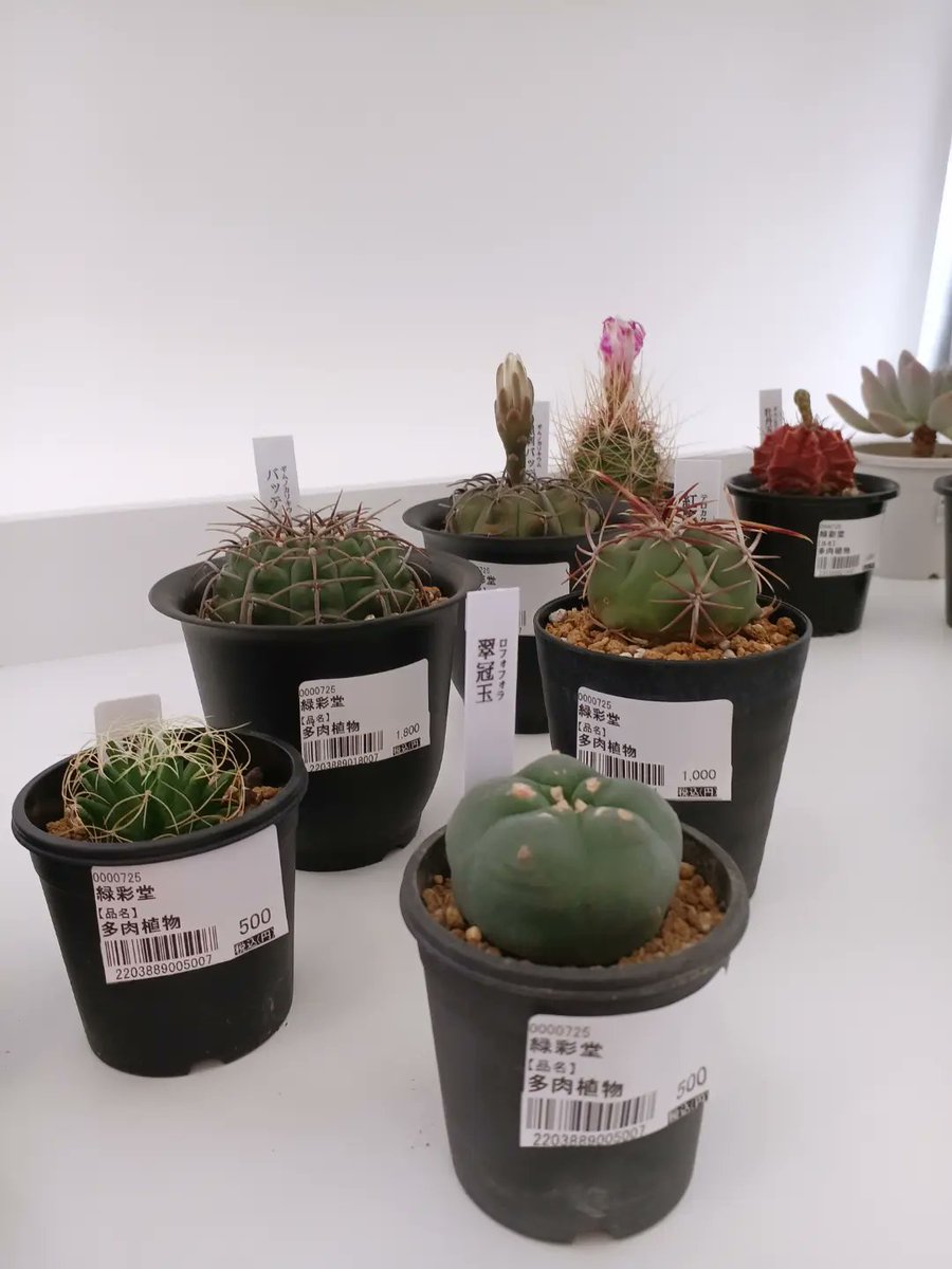 iwamuroya's tweet photo. 【新商品　
緑彩堂さんの多肉植物&amp; #観葉植物 】

お部屋に置くだけで癒される可愛い
#サボテン や #多肉植物 たちが新しく売店に仲間入りしました！

ひとつひとつ形が違うのでぜひじっくりご覧になってお気にいりを見つけてみて下さい☺️

#いわむろや　#売店 https://t.co/6QcYKJivmT