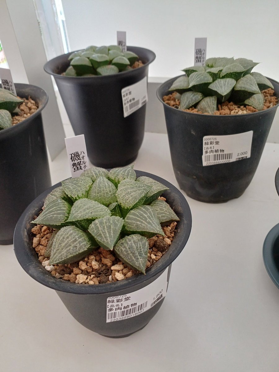 iwamuroya's tweet photo. 【新商品　
緑彩堂さんの多肉植物&amp; #観葉植物 】

お部屋に置くだけで癒される可愛い
#サボテン や #多肉植物 たちが新しく売店に仲間入りしました！

ひとつひとつ形が違うのでぜひじっくりご覧になってお気にいりを見つけてみて下さい☺️

#いわむろや　#売店 https://t.co/6QcYKJivmT