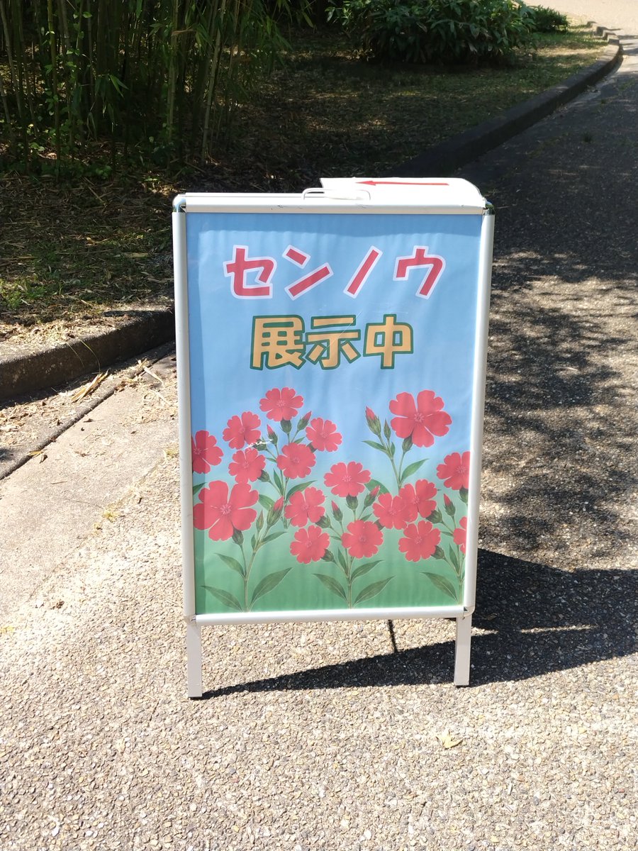 kbgguide's tweet photo. 【#京都府立植物園 本日の見てほしい、これっ❗️】
植物展示場でセンノウ展示中🤩。なんか久しぶりに見たような😸 https://t.co/nIvNGwMGYL