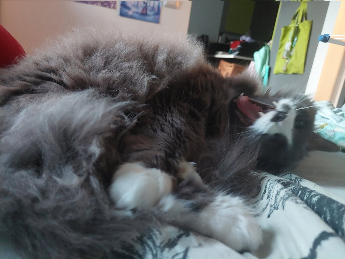 momothegraycat's tweet photo. he screm https://t.co/yk0scJ9m3O