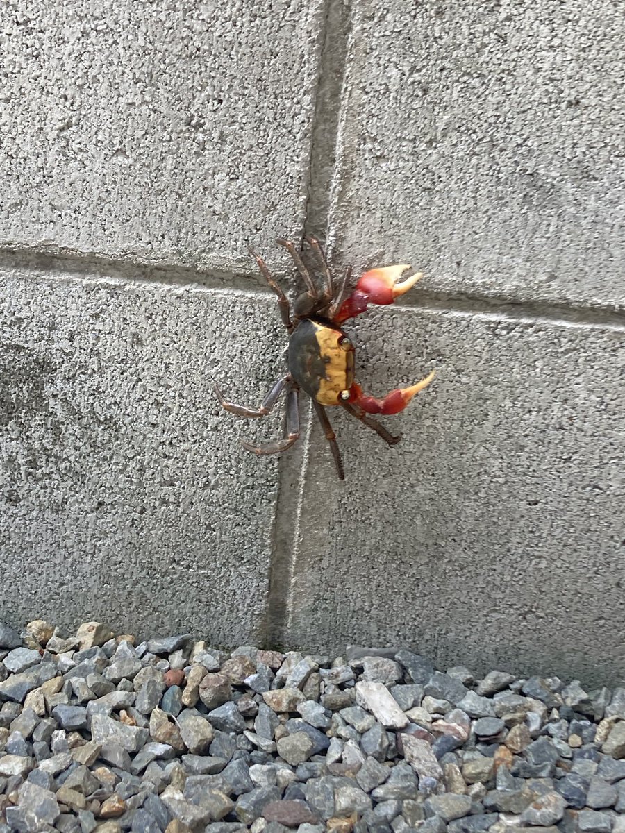Katako_chan_'s tweet photo. サーカスかに🦀
ブロック塀に登る🧗 https://t.co/ZoAphqwaYW