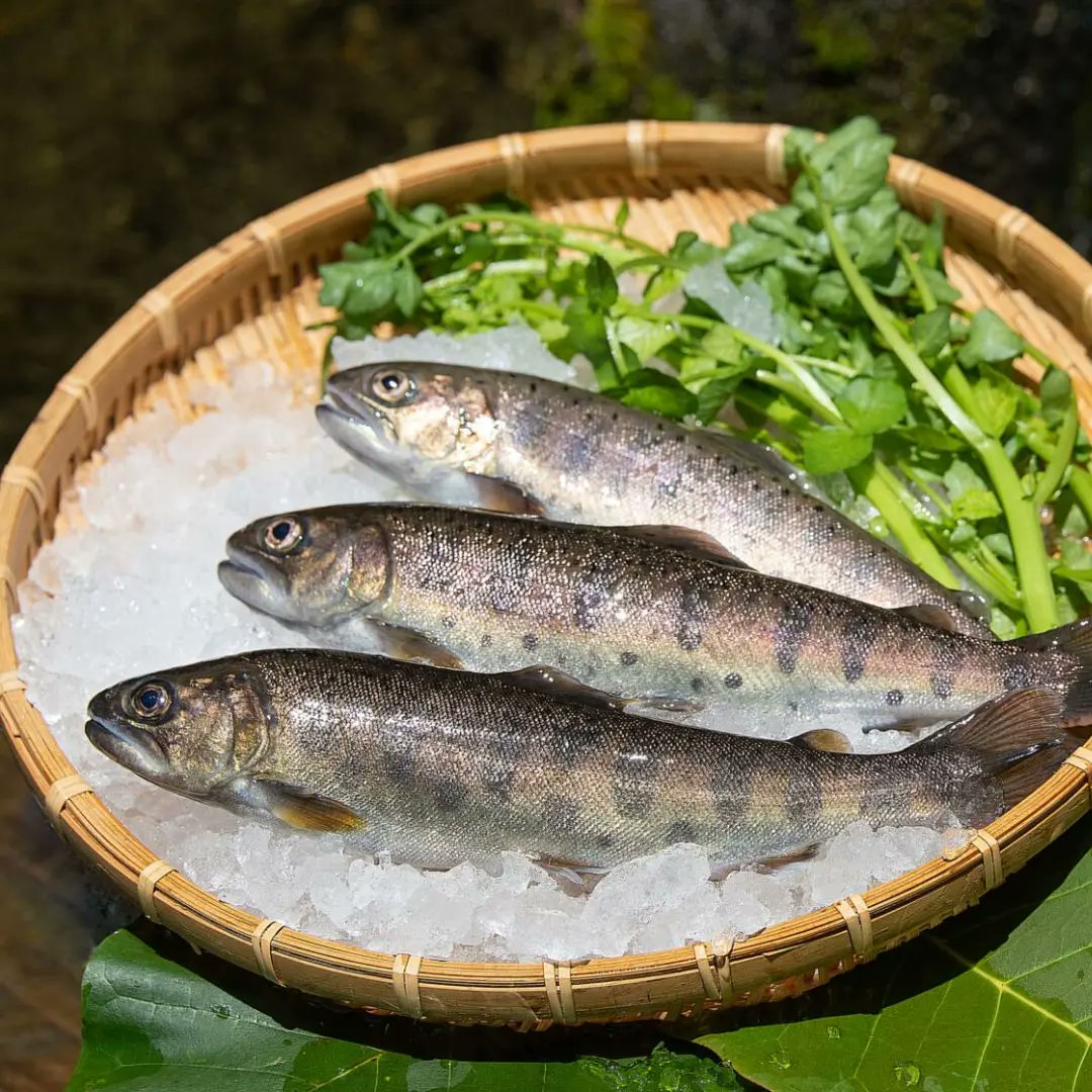 shokuma_com's tweet photo. #かわべ養魚場 さん　📍熊本県阿蘇郡高森町     

熊本県の標高700ｍの山奥で阿蘇の芸術 #やまめ と #虹鱒 を育てています。

昭和45年からの創業以来、同じ工程で丹念込めて卵の孵化から育成・加工・出荷まで全て自社で行っています。

https://t.co/RaXZeJk4wO https://t.co/qCfLCMLIoc