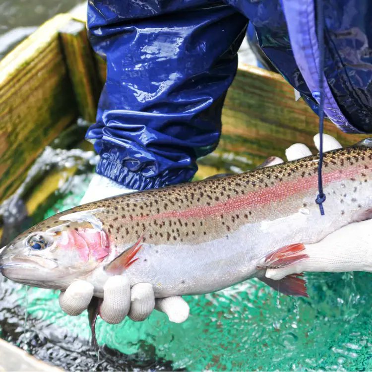 shokuma_com's tweet photo. #かわべ養魚場 さん　📍熊本県阿蘇郡高森町     

熊本県の標高700ｍの山奥で阿蘇の芸術 #やまめ と #虹鱒 を育てています。

昭和45年からの創業以来、同じ工程で丹念込めて卵の孵化から育成・加工・出荷まで全て自社で行っています。

https://t.co/RaXZeJk4wO https://t.co/qCfLCMLIoc