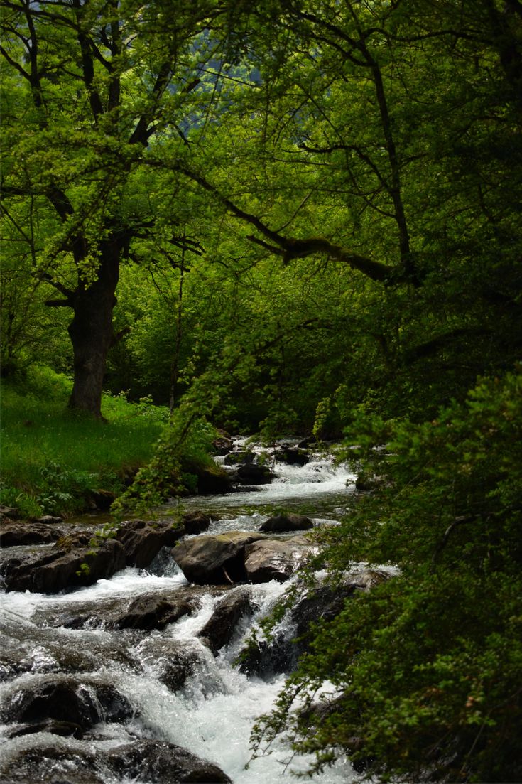 greenvibe tweet picture