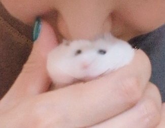 tsurumi_chuui's tweet photo. 私の鼻先に押しつぶされてるおもちが全部愛しい https://t.co/J0HcShYsND