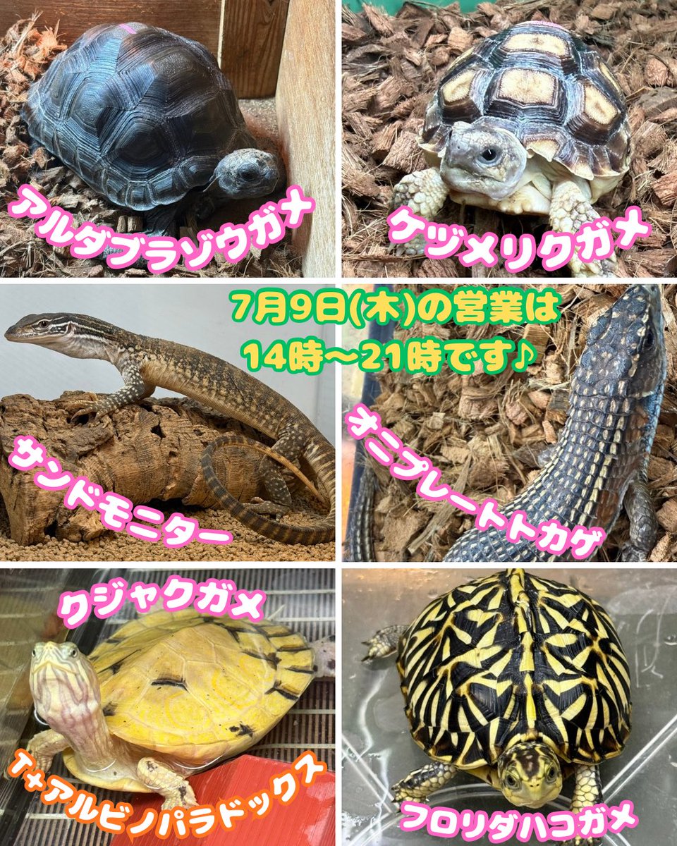 MqReptile's tweet photo. #爬虫類  #爬虫類ショップ  #尼崎 https://t.co/3WLWoVUDT5