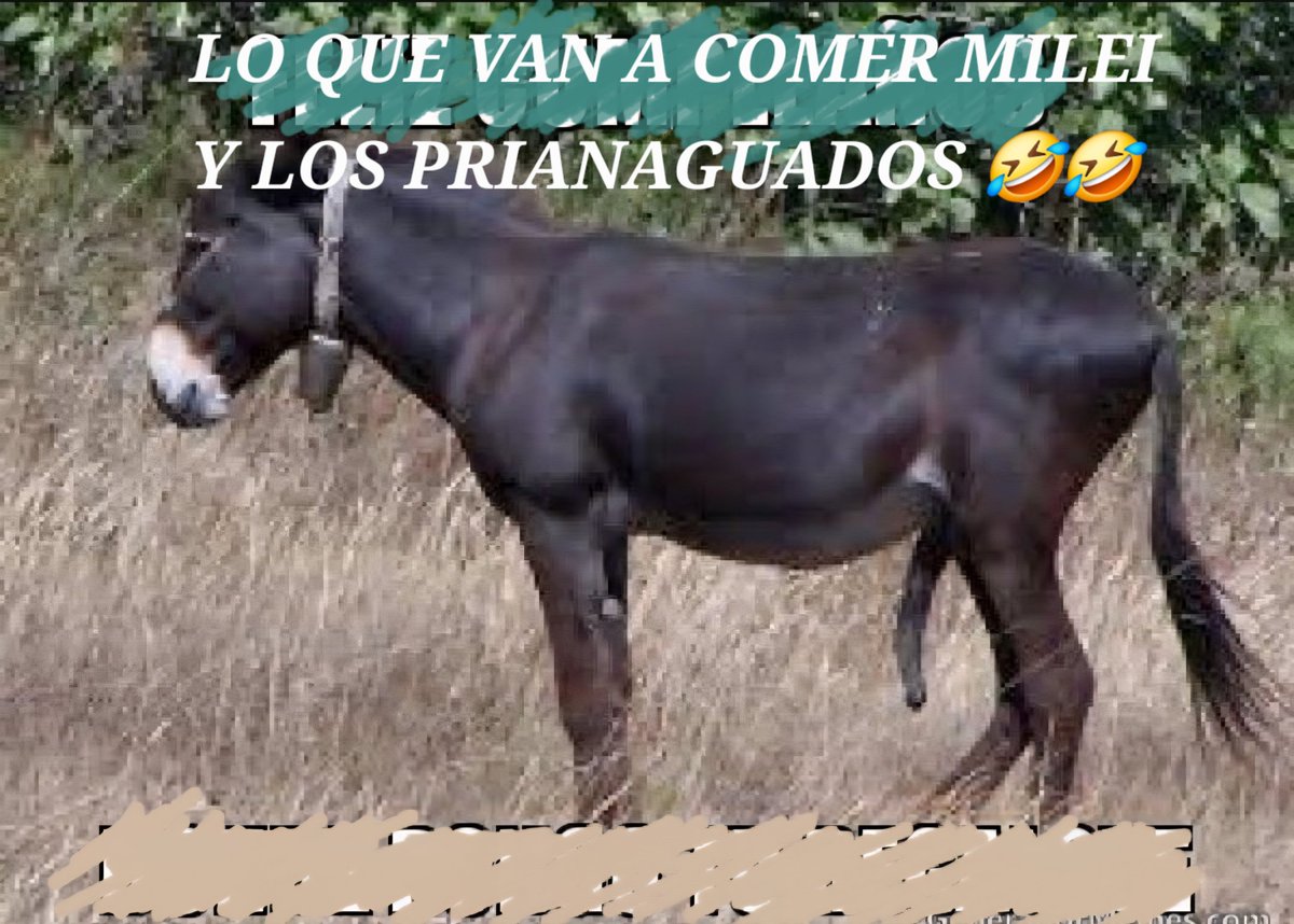 euroengine57315's tweet photo. @edufeiok @indignadoxd A ver hij4 de tú put4🐕🐷💣guanga,miserable madr3,pinche boluda de💩de qué vrgas México le va a envidiar a los pinches odiosos Argentinos,sí uds están más mendigas traga basura y traga pito de burro,llegan a México a comer bueno,a vivir bién,porqué ahi en Argentina tragan vrga.🤣 https://t.co/s6fbHOLReC