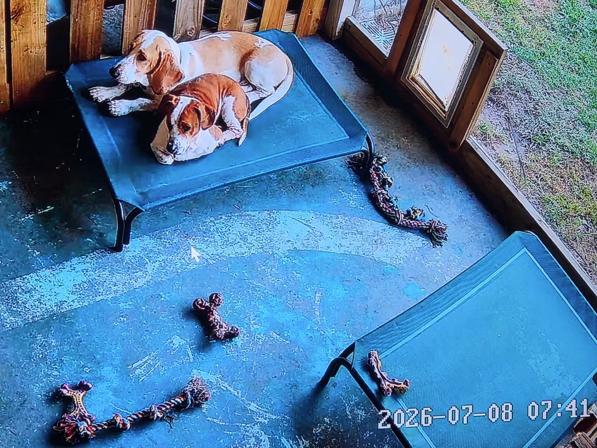 lisabergstrom79's tweet photo. Curled up together on one of the porch cots https://t.co/zmEkJLjvxT