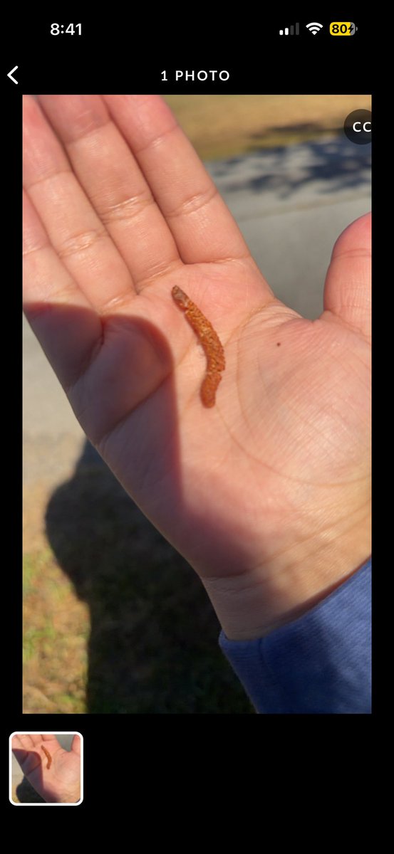 fairieteeth's tweet photo. lovely “red salamander” observation on inaturalist https://t.co/mbElDmJlex