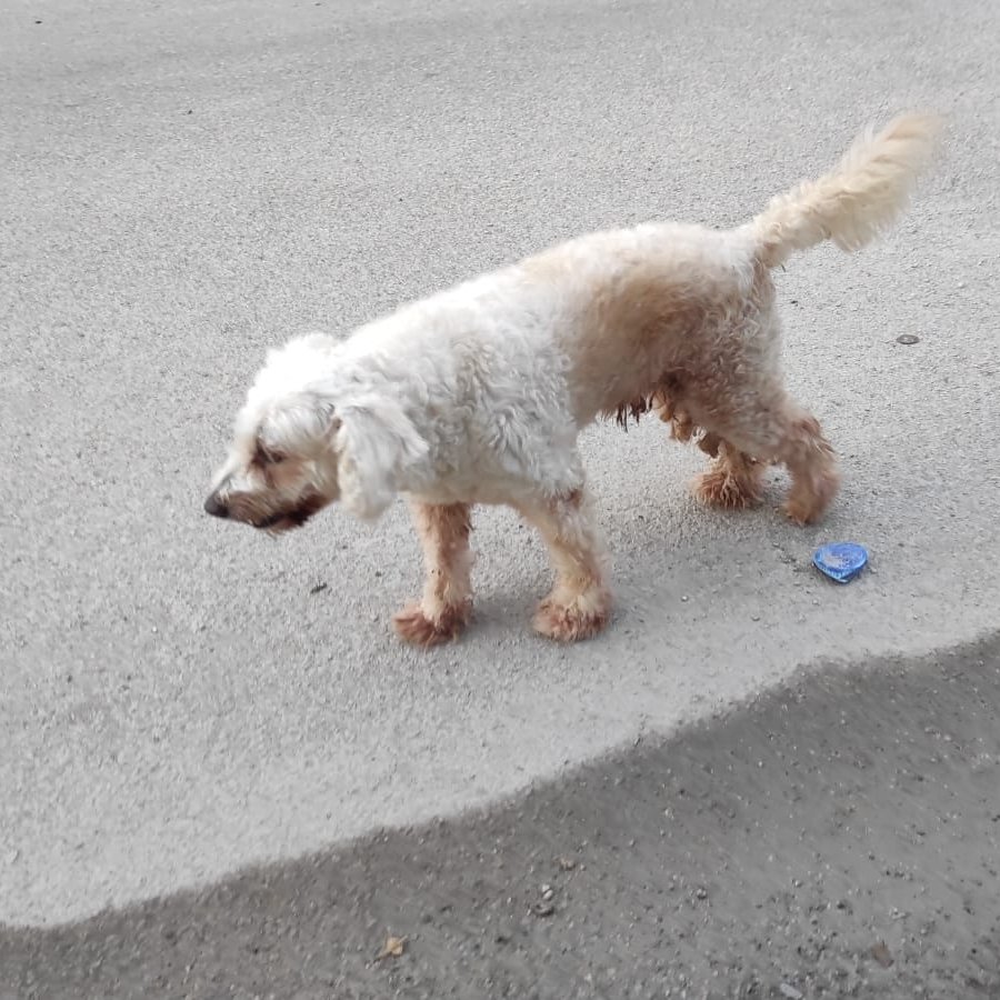 JPTheStrayDog's tweet photo. Don't forget to leave some food and water for strays!
#BeKing #Dogs #Stray #StrayDogs #andCats https://t.co/zPmChmfkPK
