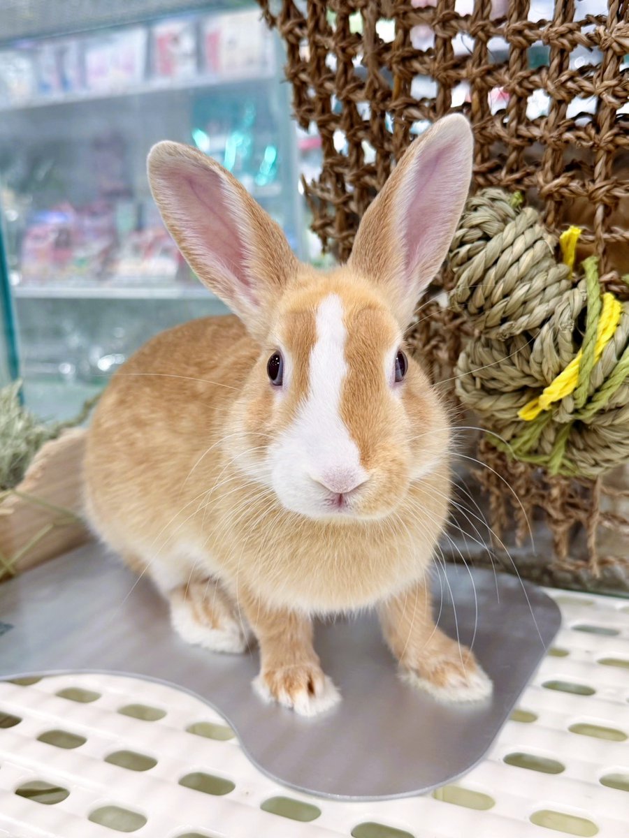 p2x_official's tweet photo. ☀️小動物 夏の必須アイテム🐰

〖三晃商会　涼感プレート〗
アルミの優れた熱伝導性を利用して
体温を穏やかに放出するお手伝い♪

店舗にいるうさぎちゃんも愛用中！
＃P2 #ピーツー #小倉 #北九州 ＃うさぎ #うさぎ好き 
#ペット用品 #うさぎのいる生活 https://t.co/Frm1nCq0Qb