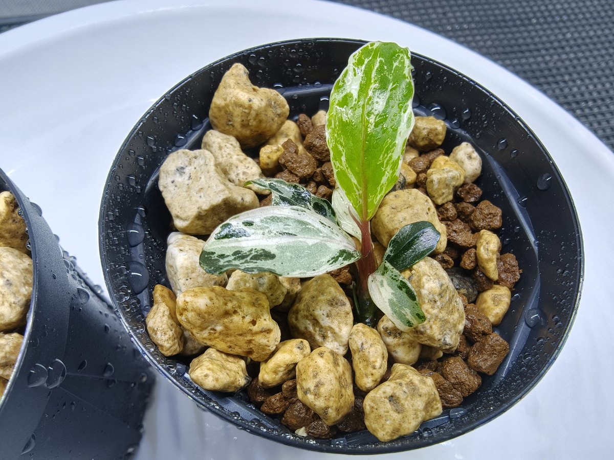 kiboudeko's tweet photo. Bucephalandra cf.Motleyana
"Variegata"【2019PV】
2025/05
モトバリ
入手から14ヶ月経過
出てきた子株が生長したので株分けしました✨
早く大株にしてデカイ葉の斑入り葉が見たいです!
#Bucephalandra
#ブセファランドラ
#Variegata
#Motleyana
#大型ブセ https://t.co/MAVzxasTUK
