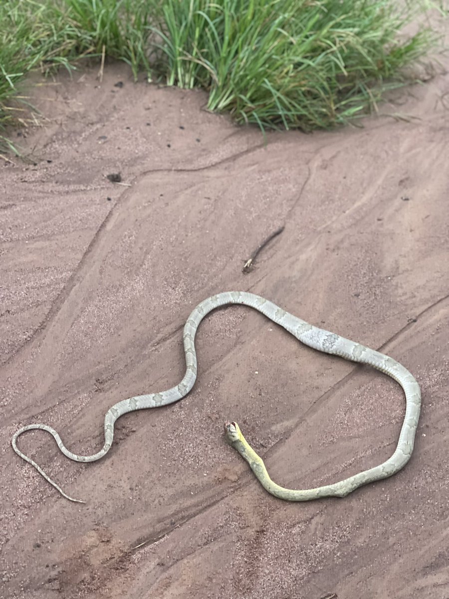 AaRrEeMo's tweet photo. @arojinle1 @Kenwithgrace Arojinle pls what type of snake is this ?
just this morning https://t.co/ST9bap0qj2