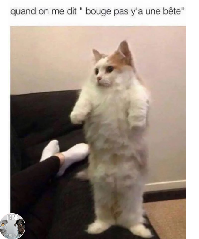 BeguinChat's tweet photo. 😂🤣😂😋
#chat #chats #chaton #chatons #funnycat #funnycats #felin #gato #gatos #gatto #minet #bouledepoil #kitten #kitty #mdr #lol #marrant #humourchat #humourchats #chatdrole #katze #rigolo #marrant https://t.co/yxpVOWTgnL