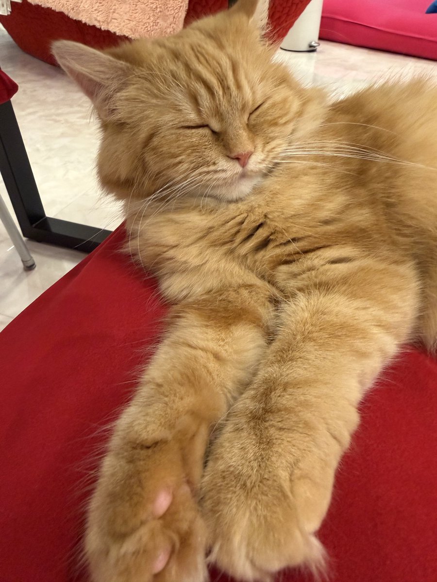 Base_098's tweet photo. 首を浮かせたまま寝ておる🐱

猫仙人みたいな顔でかわいい笑 https://t.co/XoqABWHBRS