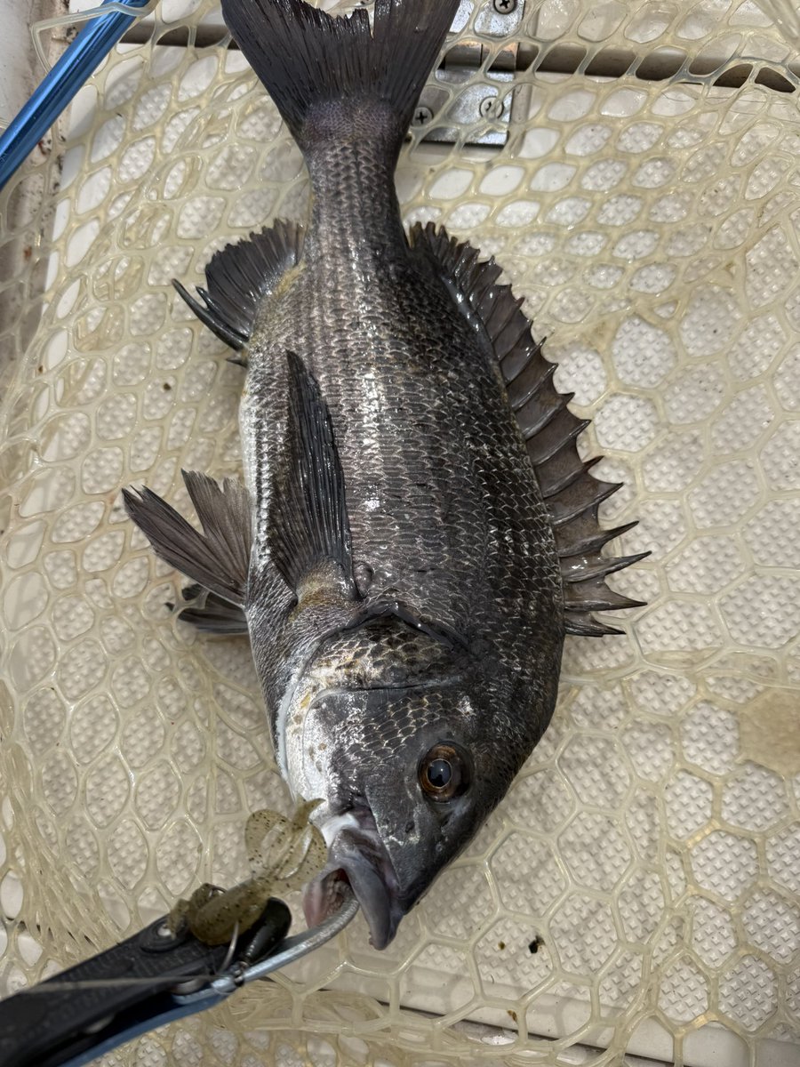 EasyFishingFNB's tweet photo. 初めてのルアー釣り🎣
キャスティングから始めてお見事2時間で良型黒鯛とキビレをキャッチ🔥 https://t.co/OPphhcQgWH