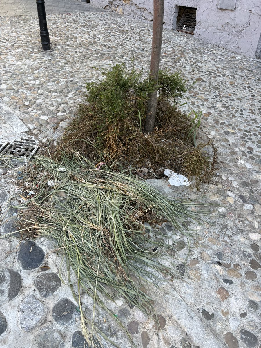 SCetinjsku's tweet photo. Skadarlija se raspada, “kaldrma” ispada, klupe su polomljene, drveće sa pokidanim granama. @sicveO11 je izgleda napravio Skadarliju za poneti, a svojom nebrigom i neodržavanjem @Cuckovicm i @AcaSapic su je pretvorili u ruglo Beograda https://t.co/TsTFaV3EfH