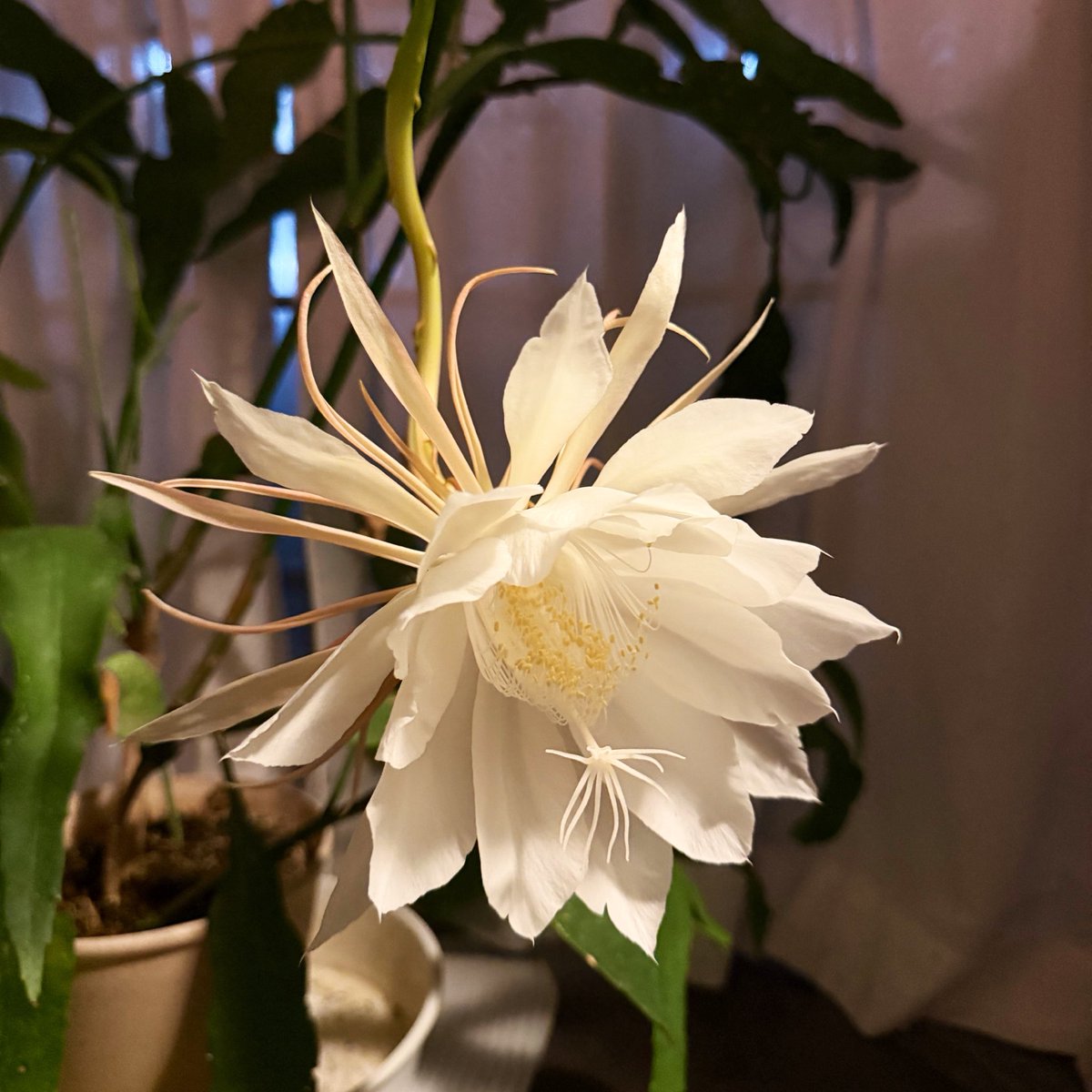 paisley3017's tweet photo. Today’s flower: Queen of the Night (Dutchmans pipe cactus) #Fascinatinglady #love #queenofthenight #cactus 我が家の月下美人が今年も綺麗に咲いてくれました。家の中に置いたので、明るすぎると開花が進まず、部屋の明かりを落として咲き初めから満開まで、徐々に開いていく様を見守りました https://t.co/5FNx40iA6F