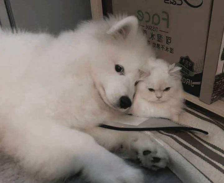 Gozilla_Yeontan's tweet photo. แล้วเหมือนจริง 555555 https://t.co/T3HyqZBrOZ
