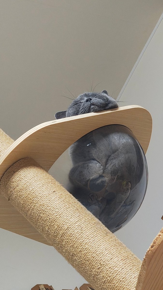 Minakothecat04's tweet photo. 絡みあう手足とぐっすり寝顔で満点を頂く。ぐ～～。
業務日報【赴任1553日目】
#譲渡型猫カフェくるにゃん #リトルキャッツ出身 https://t.co/TTRk4MGHV4