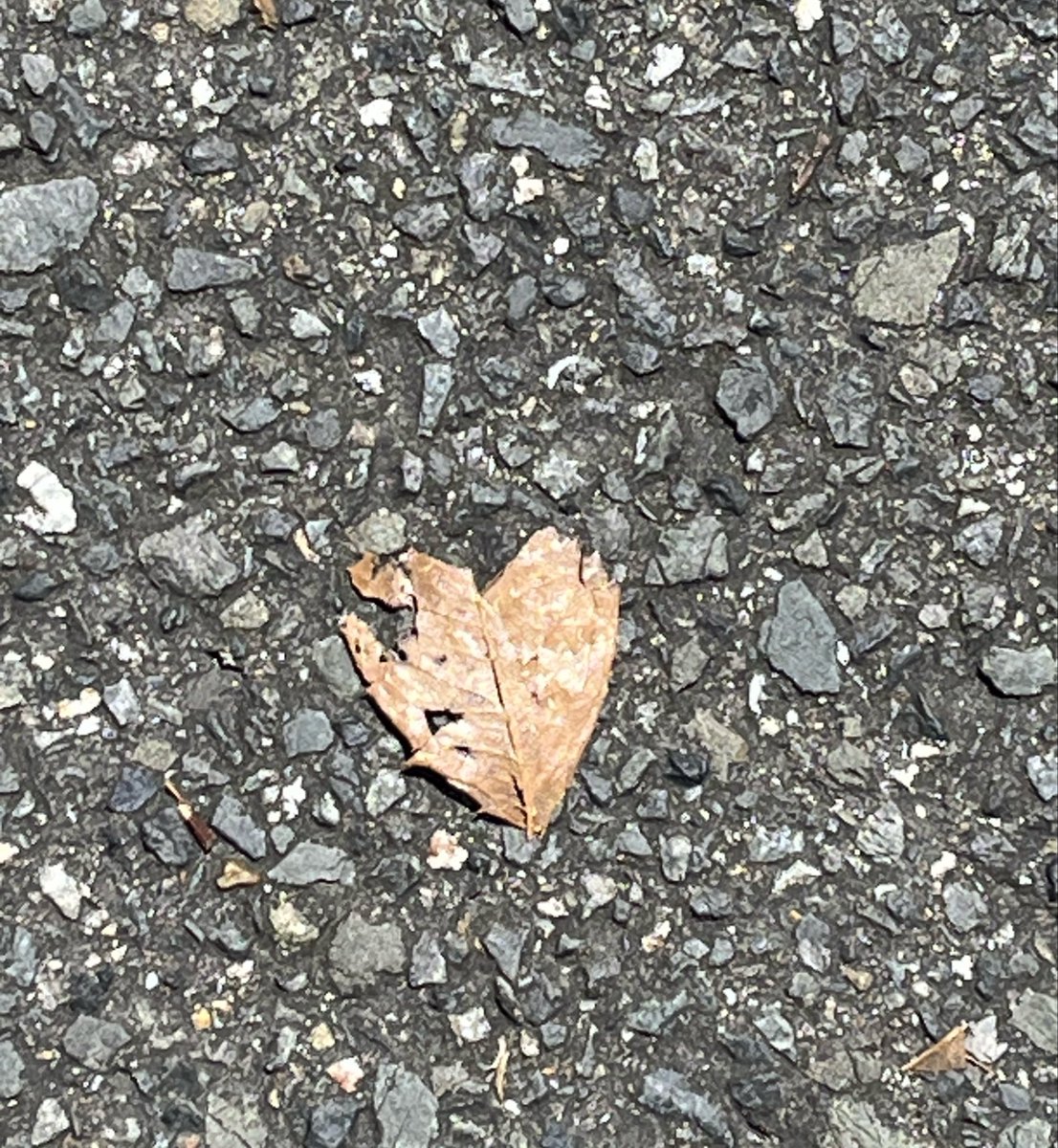 c__69n's tweet photo. そういや今日スーパーに行ってる時に見つけた。いい事ありそうデアリマス‼️🤎 https://t.co/HIAIYP6fPG