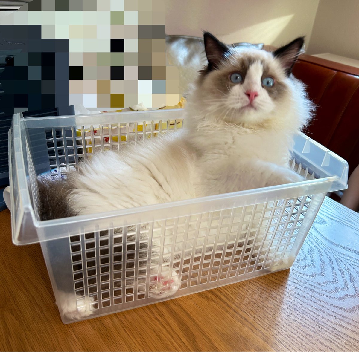 miruchi928's tweet photo. らむちはカゴに入っていく〜！みるちと対照的過ぎておもしろい！小さくてかわいいね。 https://t.co/wZDUxgoHPF
