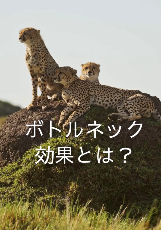 ecosysj's tweet photo. YouTubeのショート動画第37弾を公開しました。
今回は「ボトルネック効果」についてです

「ボトルネック効果とは？」
https://t.co/484mPzTRfD

#生物多様性 #環境保護 #YouTube #ショート動画 #ボトルネック効果 #チーター #遺伝子の多様性 #感染症 #環境変化 #ネイチャーポジティブ #日本生態系協会 https://t.co/O2DGU3pn9C