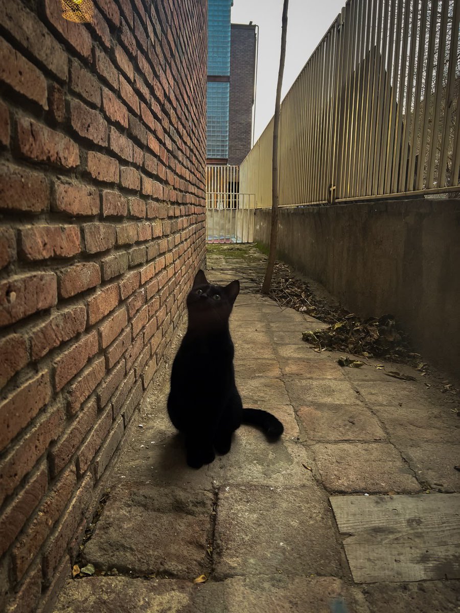 millkberrycats's tweet photo. 🐈‍⬛🌃 https://t.co/UiD5q8GnWK
